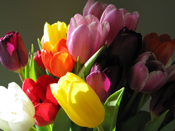 tulips_20070225.jpg