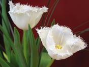 tulips_20070418.jpg